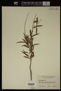 Salix nigra image