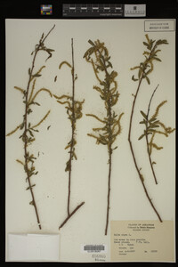 Salix nigra image