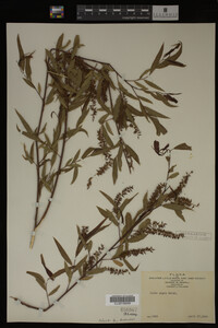 Salix nigra image