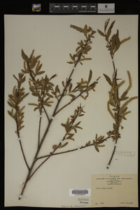 Salix nigra image
