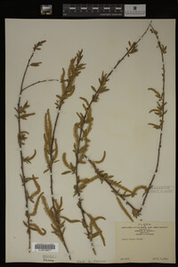 Salix nigra image