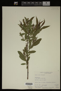 Salix nigra image