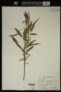 Salix nigra image