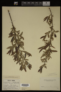 Salix nigra image