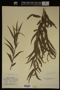 Salix nigra image