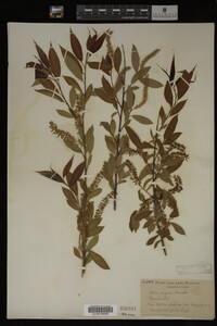 Salix nigra image