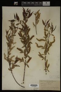 Salix nigra image