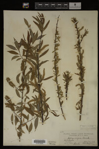 Salix nigra image
