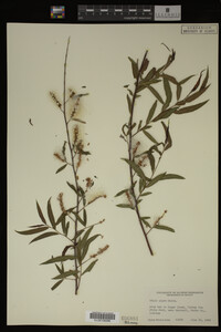 Salix nigra image
