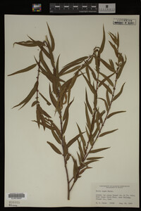 Salix nigra image