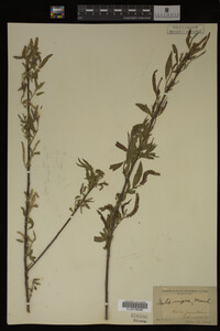 Salix nigra image