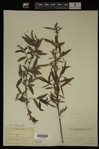 Image Associated With the Occurrence