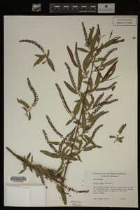 Salix nigra image