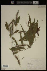 Salix nigra image