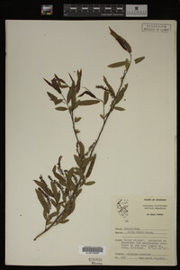 Salix nigra image
