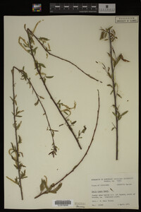 Salix nigra image