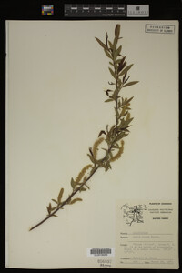 Salix nigra image