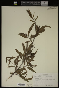 Salix nigra image