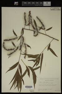 Salix nigra image