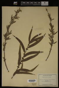 Salix nigra image