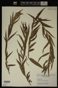 Salix nigra image