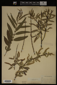 Salix nigra image