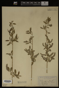 Salix nigra image