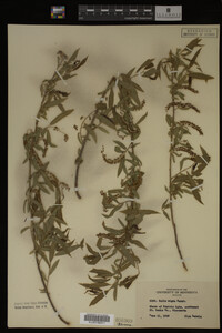 Salix nigra image