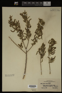 Salix nigra image