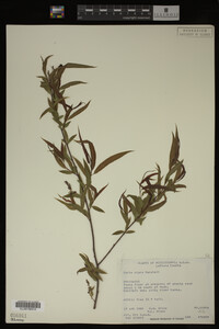 Salix nigra image