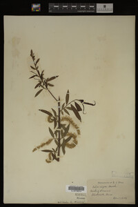 Salix nigra image
