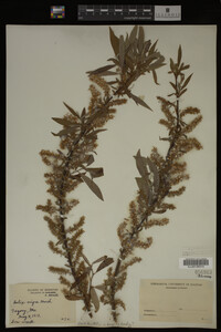 Salix nigra image