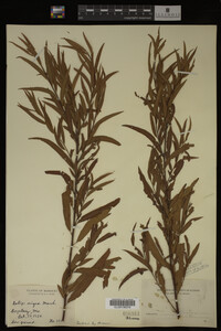 Salix nigra image