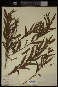 Salix nigra image