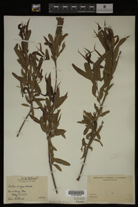 Salix nigra image