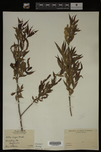 Salix nigra image