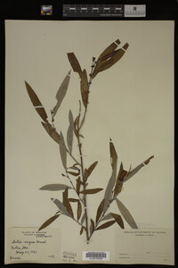 Salix nigra image