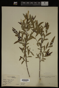 Salix nigra image