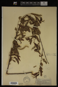 Salix nigra image