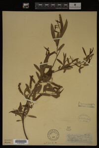 Salix nigra image