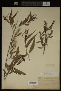 Salix nigra image