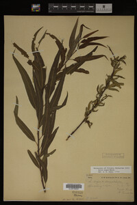 Salix nigra image