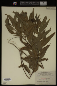 Salix nigra image