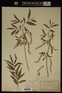 Salix nigra image
