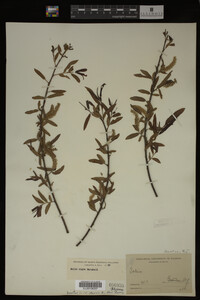 Image Associated With the Occurrence