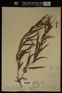 Salix nigra image