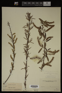 Salix nigra image