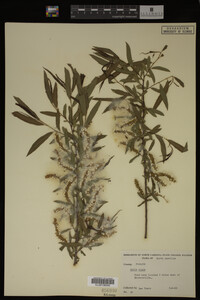 Salix nigra image