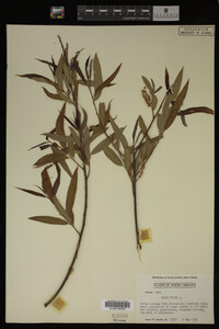 Salix nigra image