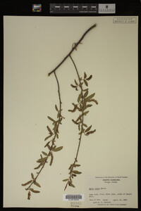 Salix nigra image